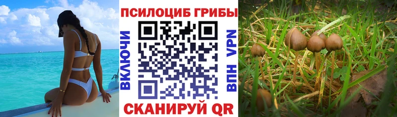 shop формула  Славск  ссылка на мегу ONION  Галлюциногенные грибы MAGIC MUSHROOMS  цена  